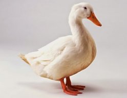 Ducman