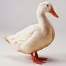 Ducman