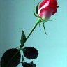 xsafir_m